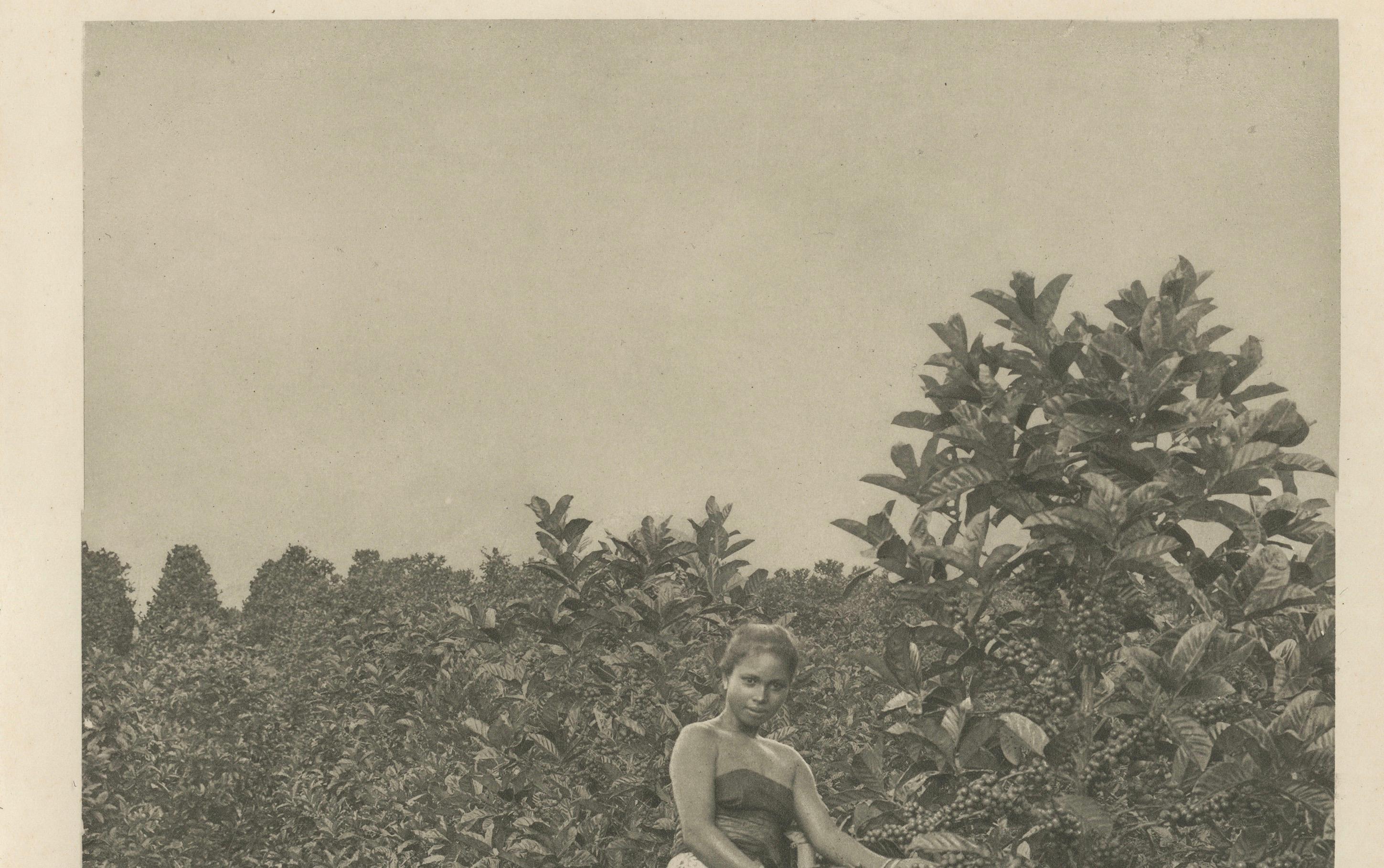 Coffee Picker Portrait, Deli Plantations, Sumatra, Dutch East Indies, c.1900
