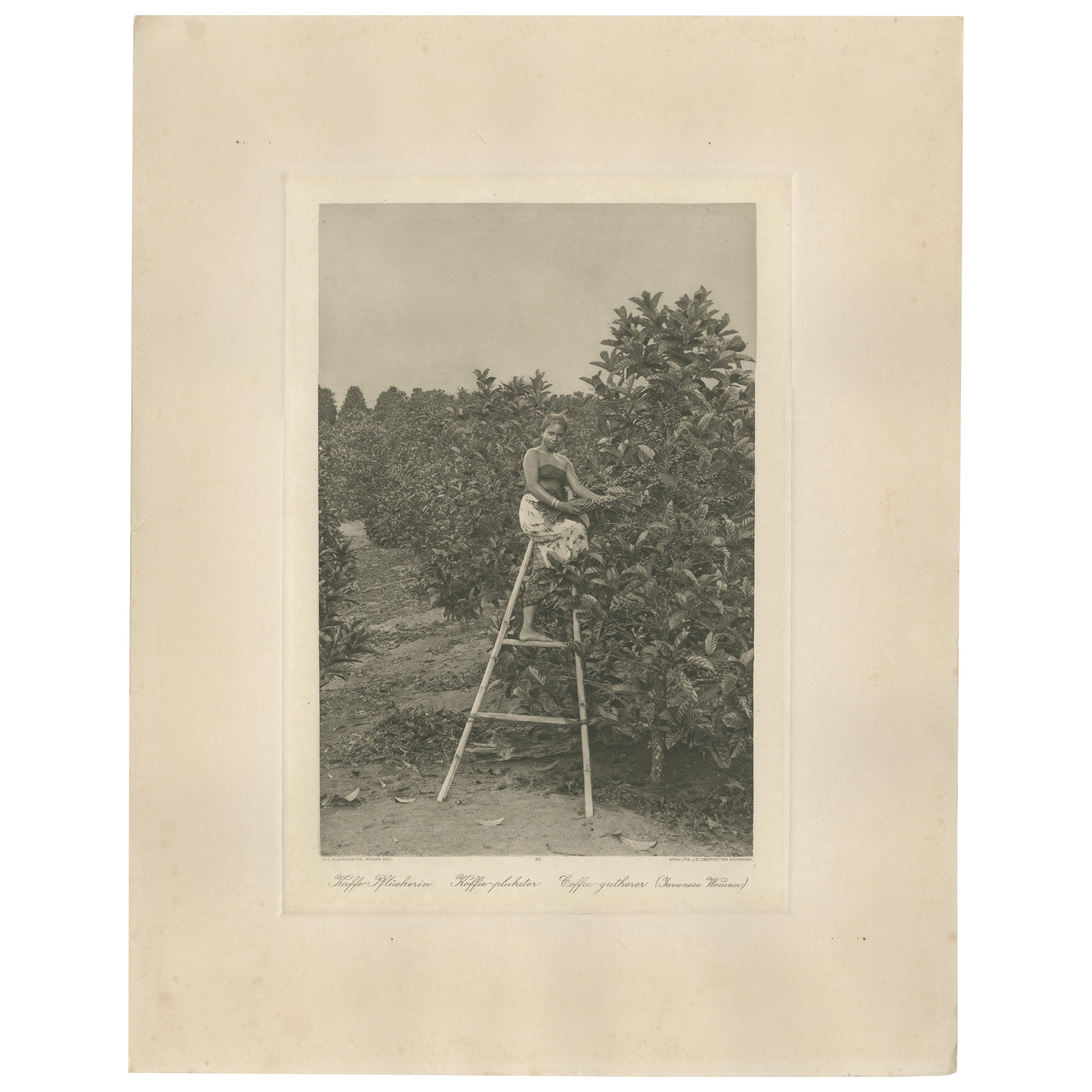 Retrato de recolector de café, plantaciones Deli, Sumatra, Indias Orientales Holandesas, c.1900 en venta