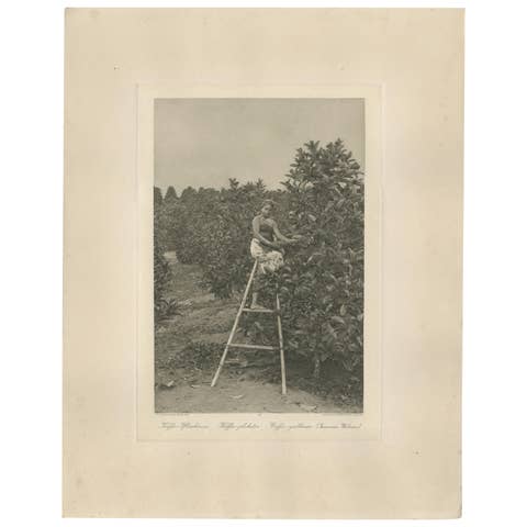 Coffee Picker Portrait, Deli Plantations, Sumatra, Dutch East Indies, c.1900
