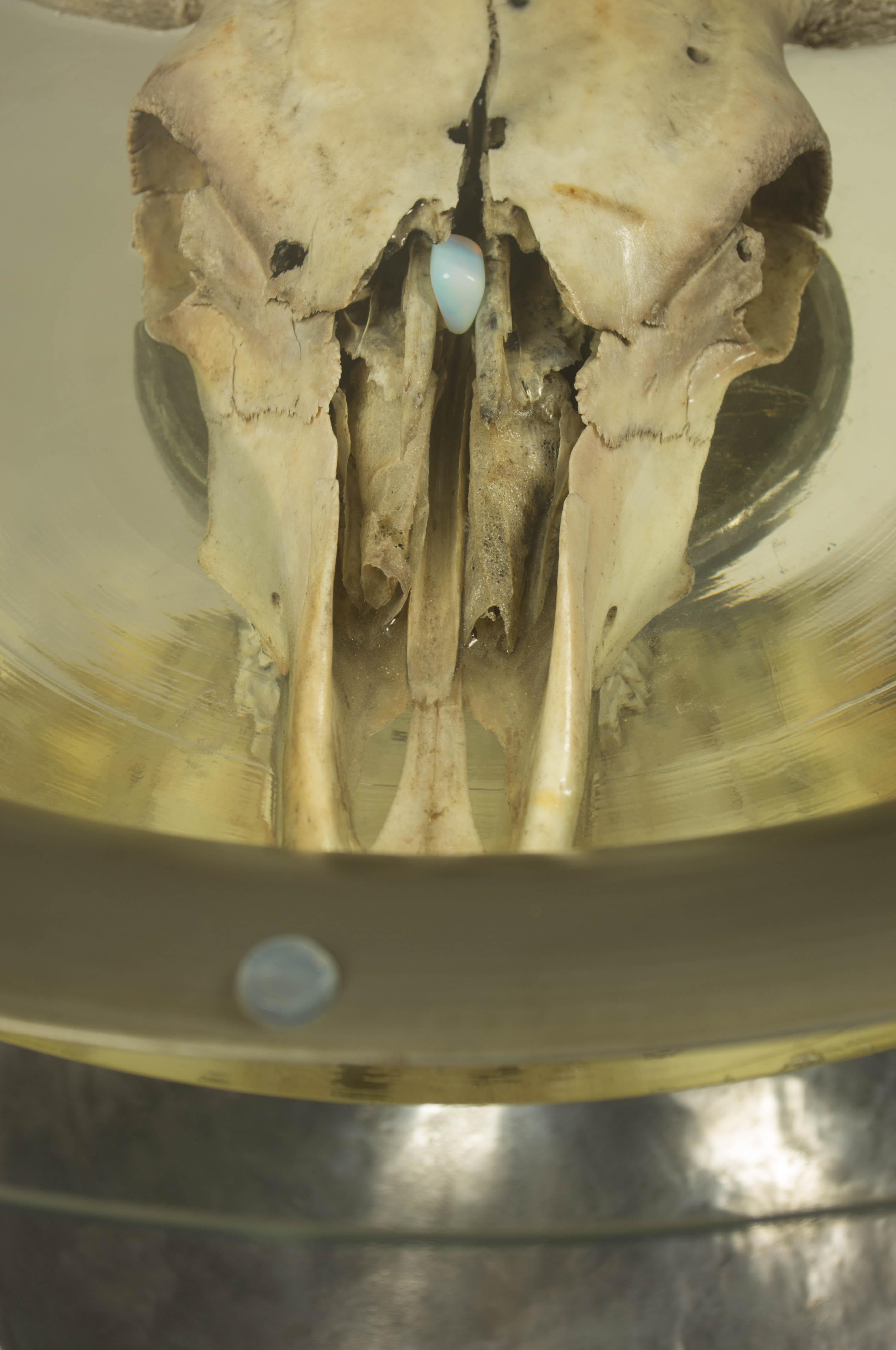 Coffee Table with Cow Skull in Epoxy Resin In New Condition For Sale In Praha, CZ