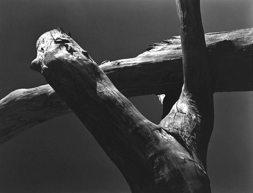 Cole Weston Still-Life Photograph – Stumpfe aus Holz aus Baumwolle
