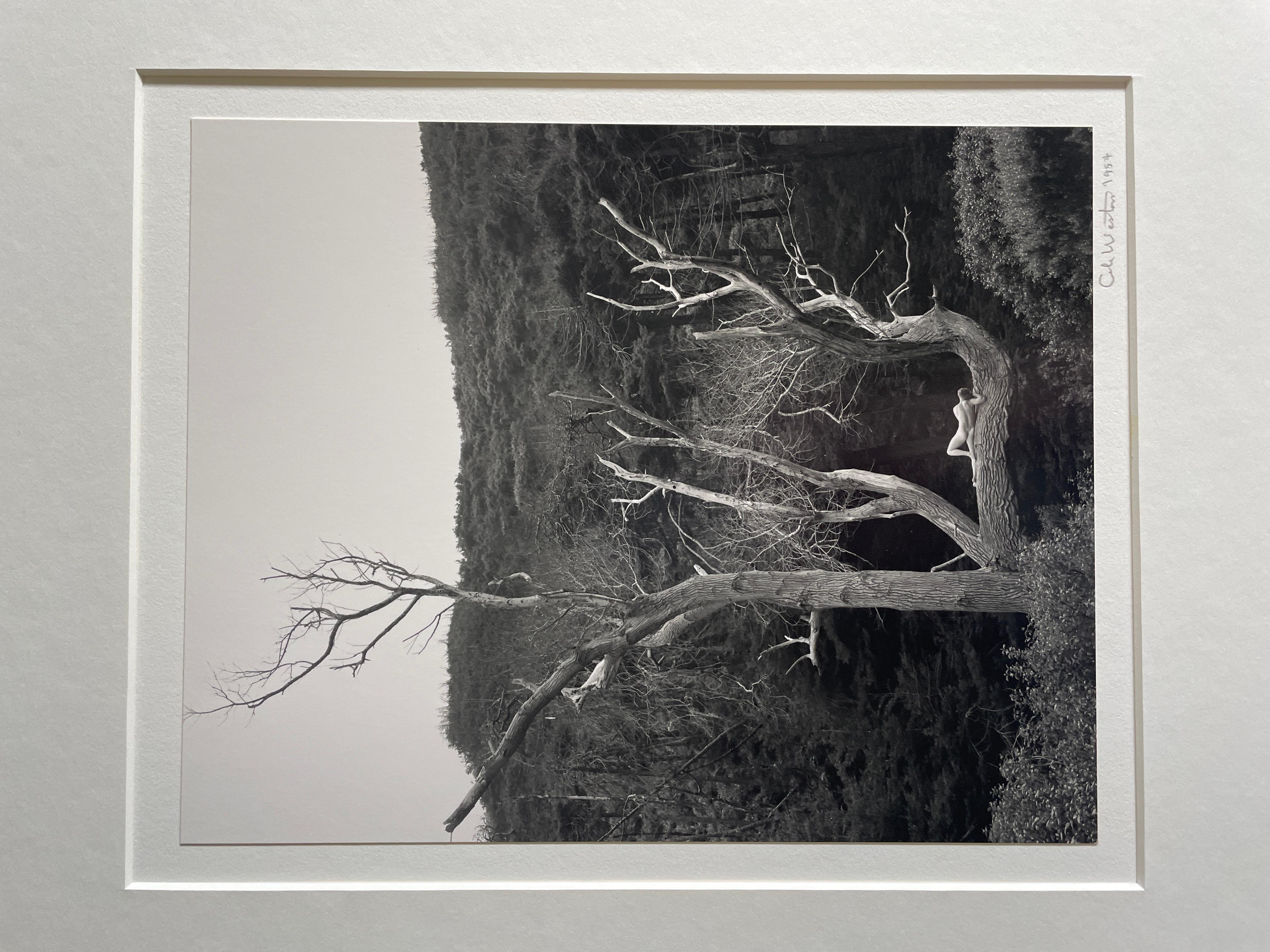Nackt im Baum (Schwarz), Nude Photograph, von Cole Weston