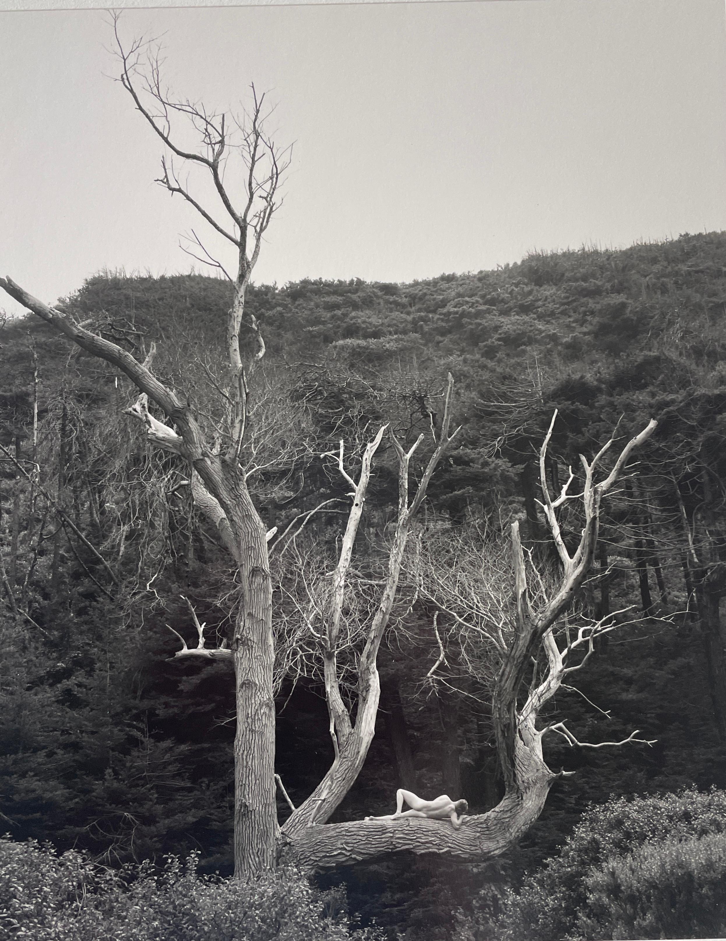 Cole Weston Nude Photograph – Nackt im Baum