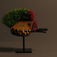 Colibri from the jungle