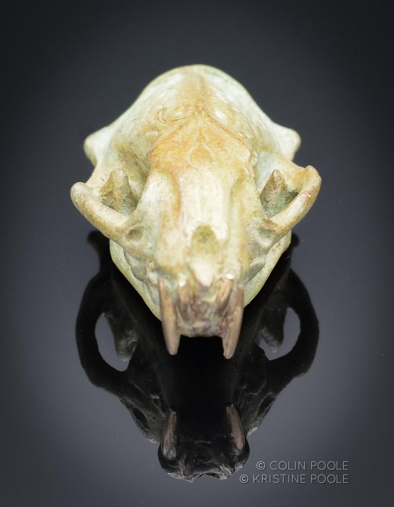 galapagos tortoise skull