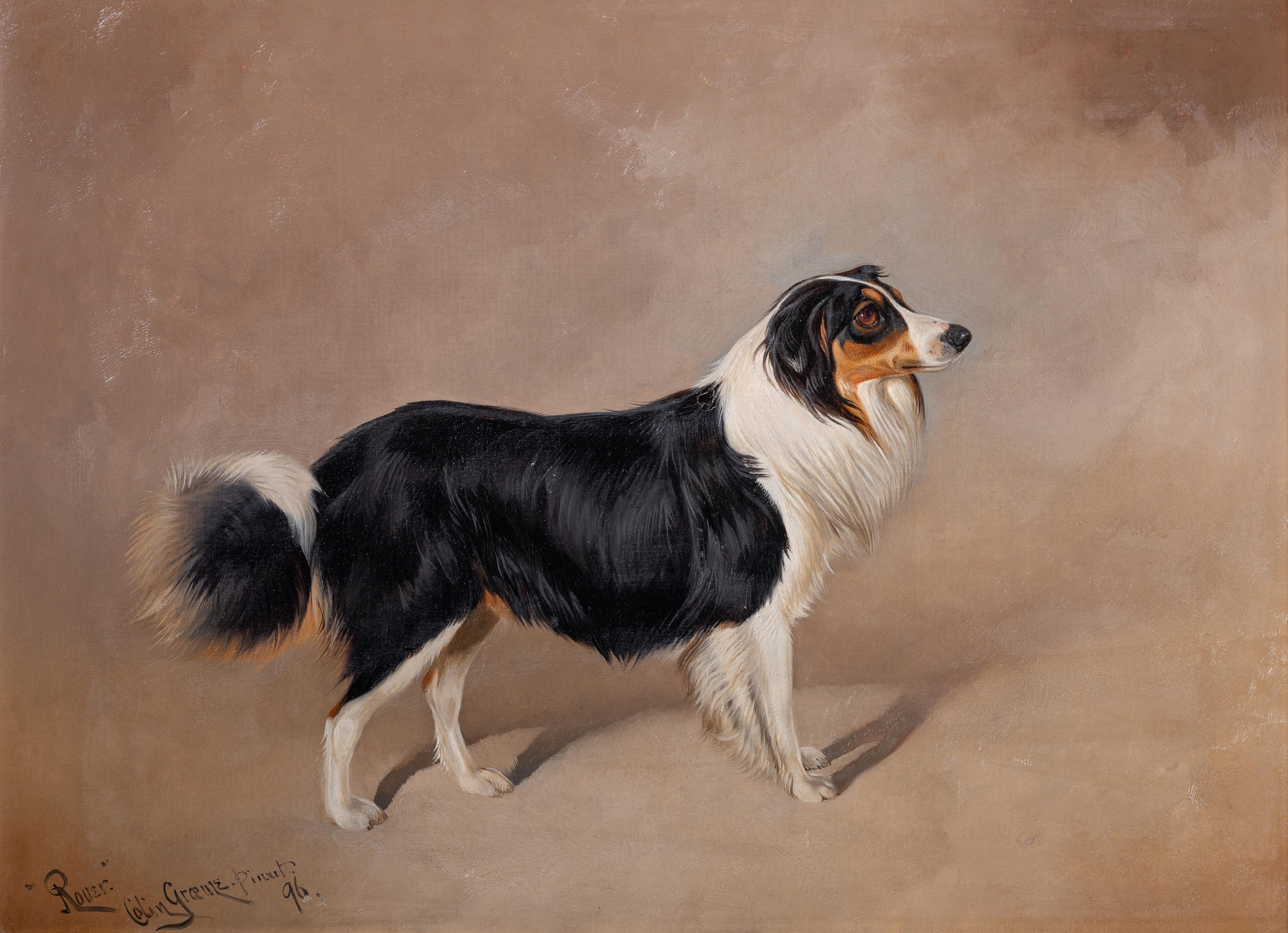 Rover, a collie - Painting by Colin Graeme Roe