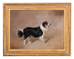 Rover, a collie
