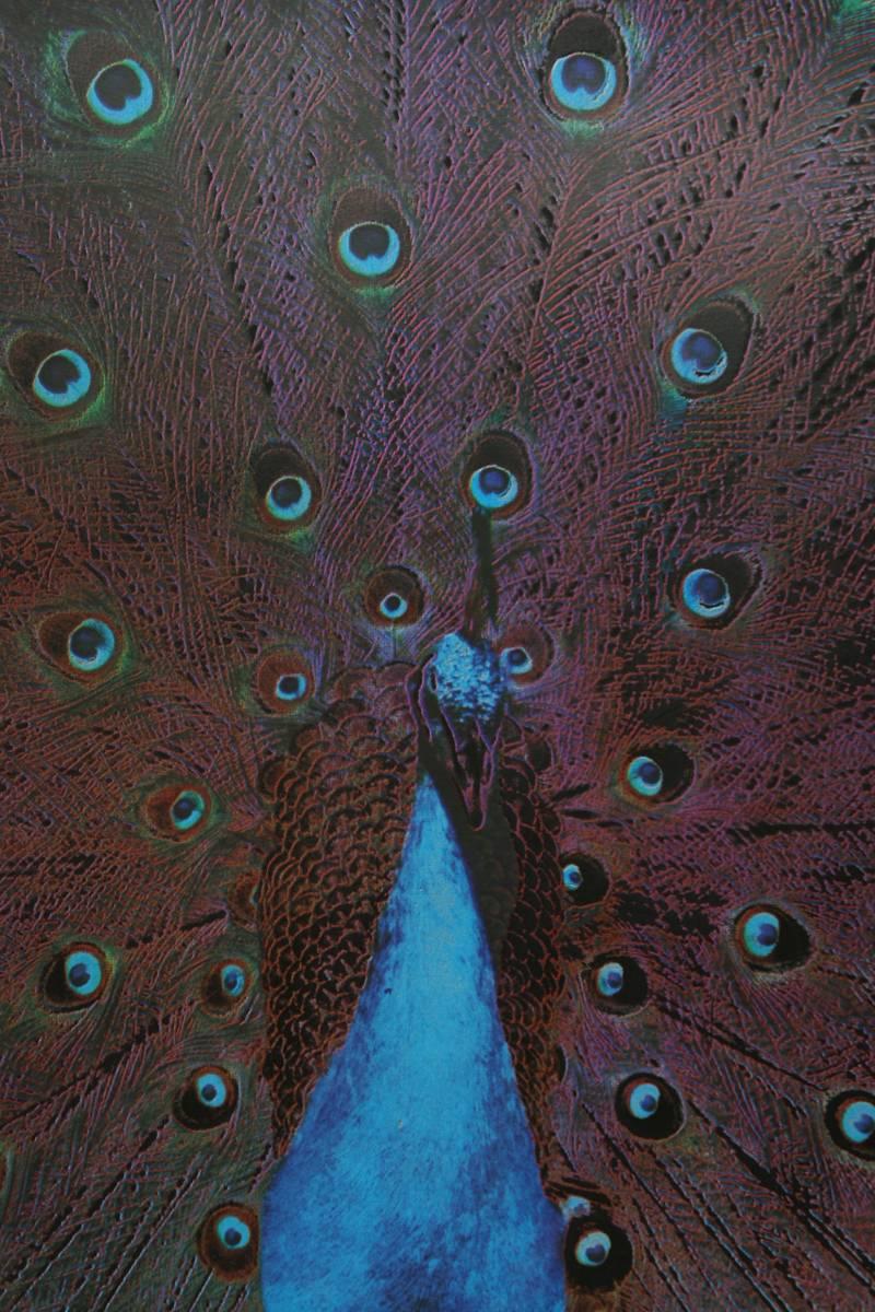 Power and Beauty No. 6 (Peacock) - Print by Colin Self