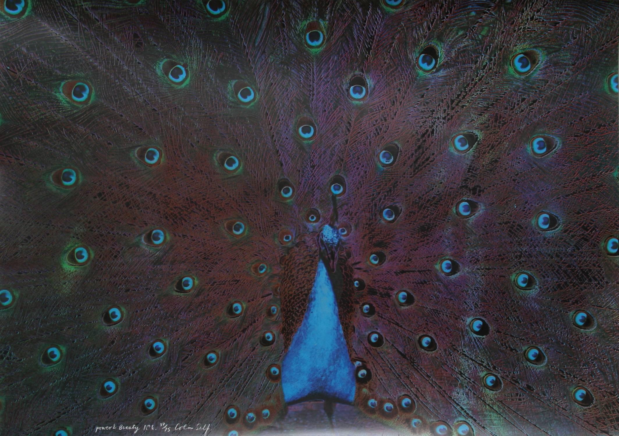 Power and Beauty No. 6 (Peacock)