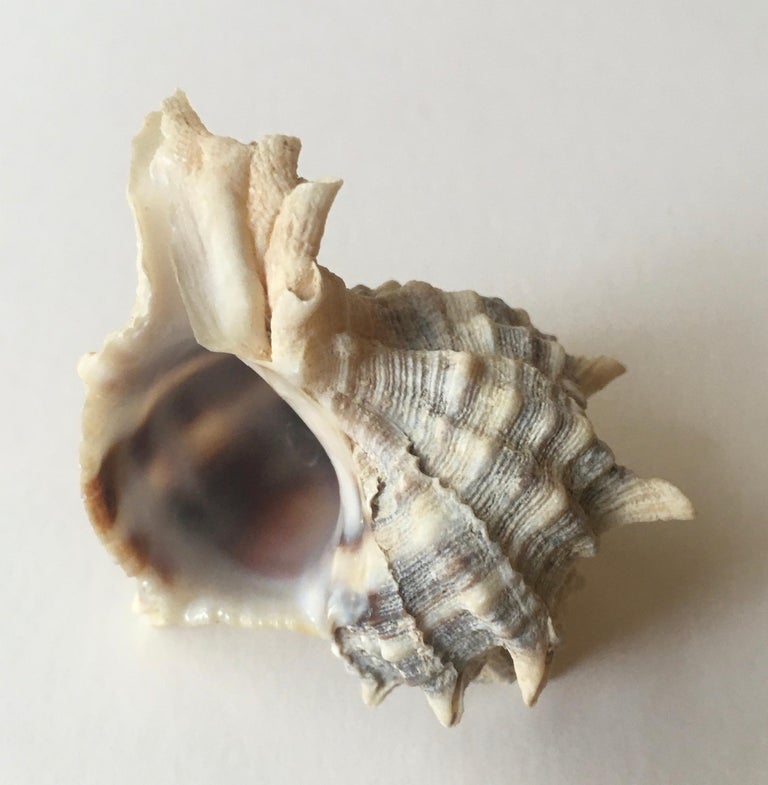 Collection of 1 Spider Conch and 2 Trunculus Sea Snails For Sale at