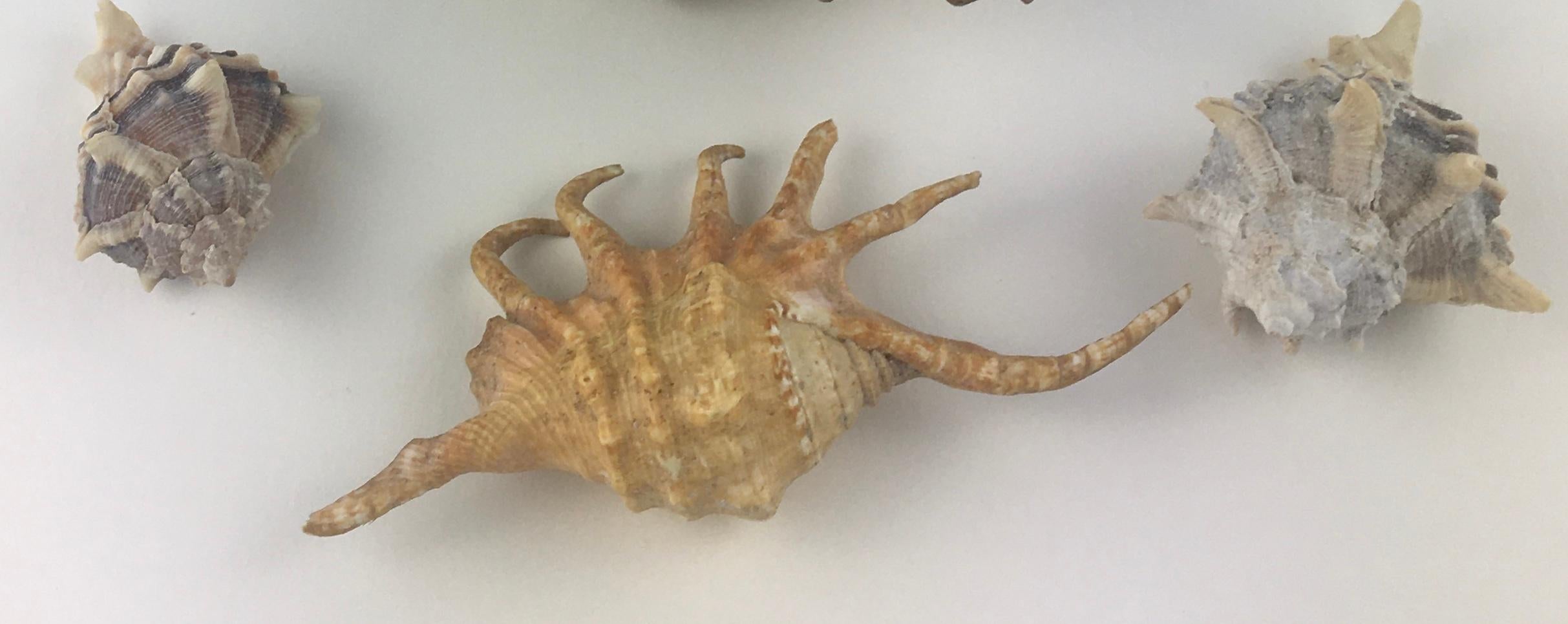 A beautiful collection of three natural specimens

The spider conch measures 4 1/2