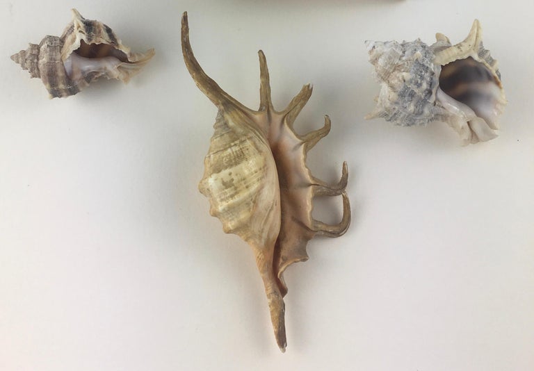 Collection of 1 Spider Conch and 2 Trunculus Sea Snails For Sale at