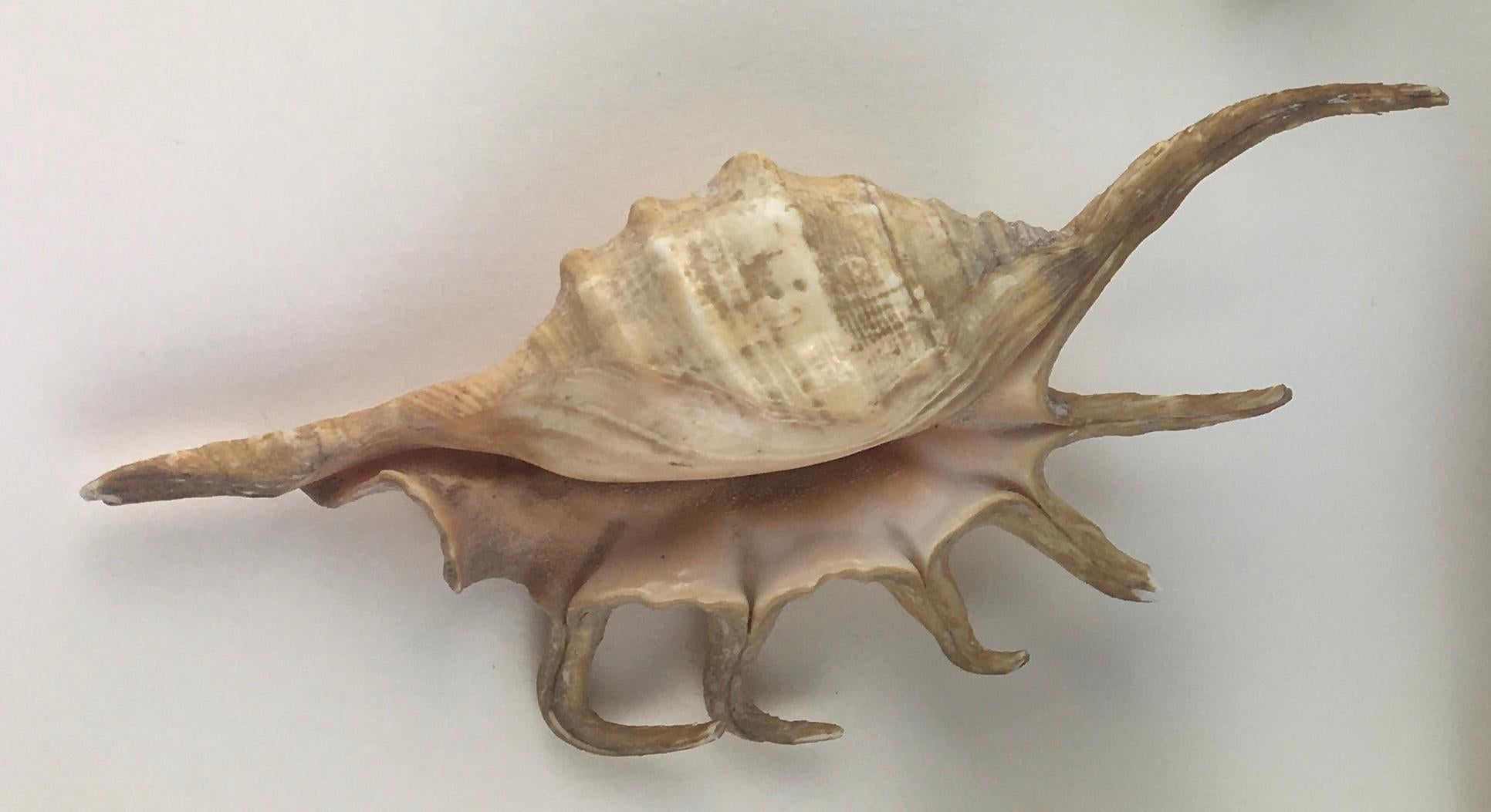 conch sea snail