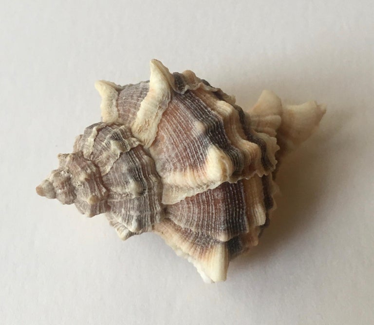 Collection of 1 Spider Conch and 2 Trunculus Sea Snails For Sale at ...