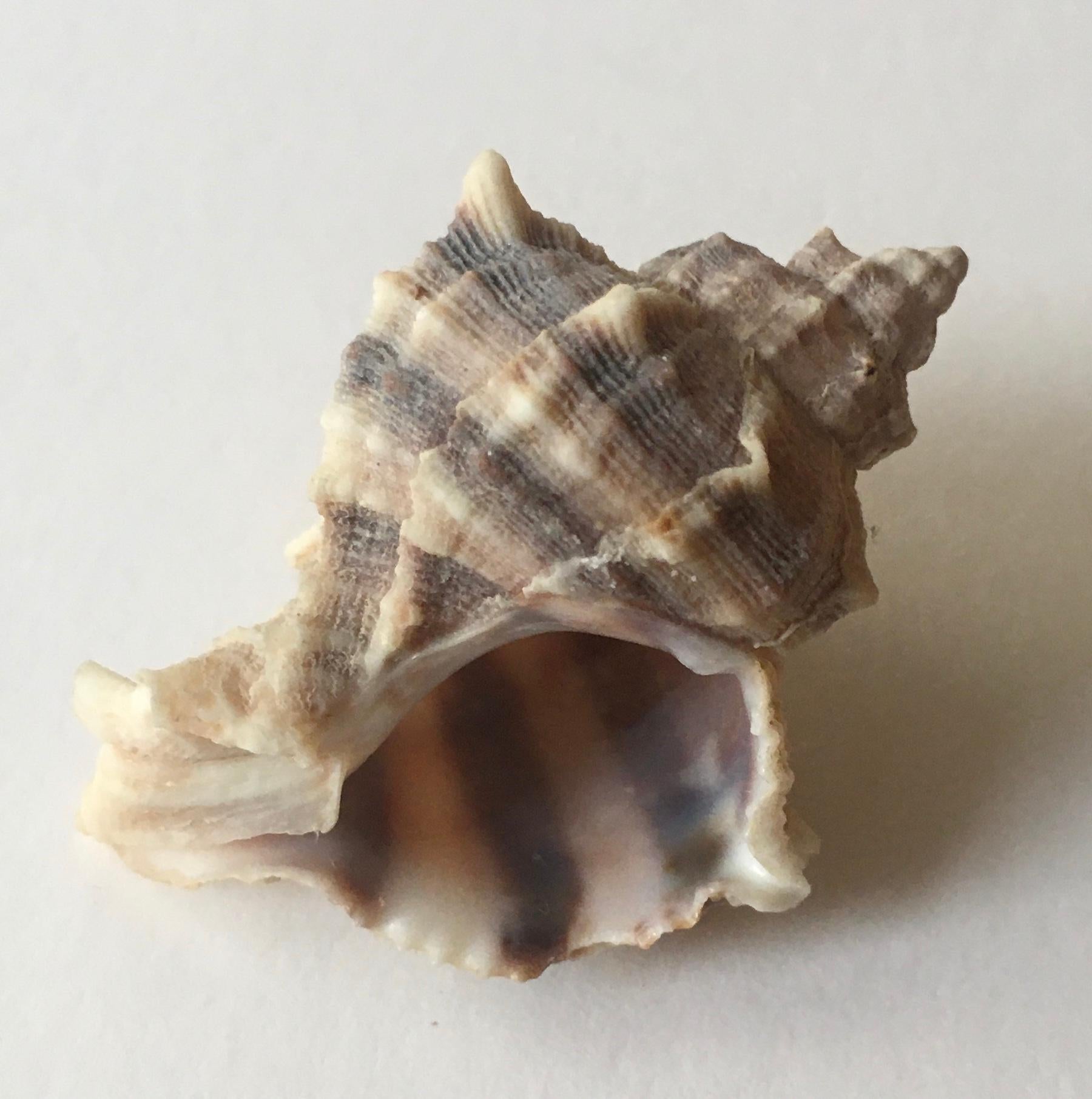 Collection of 1 Spider Conch and 2 Trunculus Sea Snails In Good Condition In Miami, FL