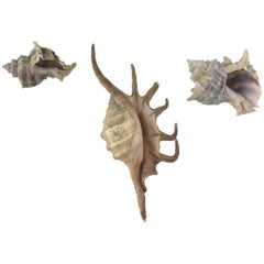 Collection of 1 Spider Conch and 2 Trunculus Sea Snails