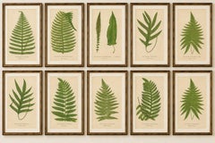 Collection of 10 Original Antique Tropical Fern Lithographs by E.J. Lowe, 1856