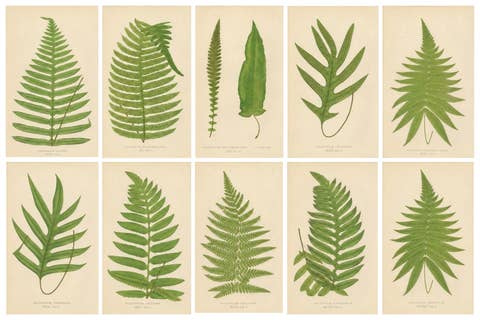 Collection of 10 Original Antique Tropical Fern Lithographs by E.J. Lowe, 1856