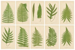 Collection of 10 Original Antique Tropical Fern Lithographs by E.J. Lowe, 1856