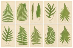 Collection of 10 Original Antique Tropical Fern Lithographs by E.J. Lowe, 1856