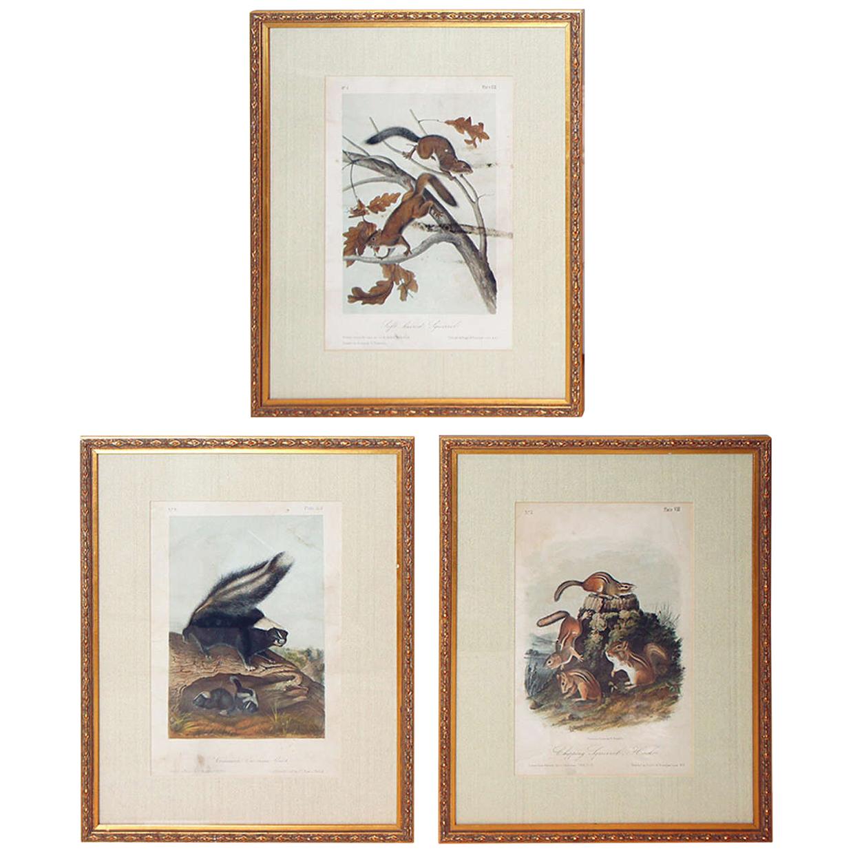 Collection of 11 Matted and Framed "Quadrupeds" after Audubon For Sale