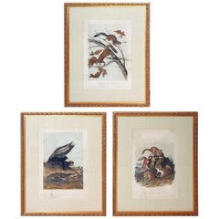 Collection of 11 Matted and Framed "Quadrupeds" after Audubon