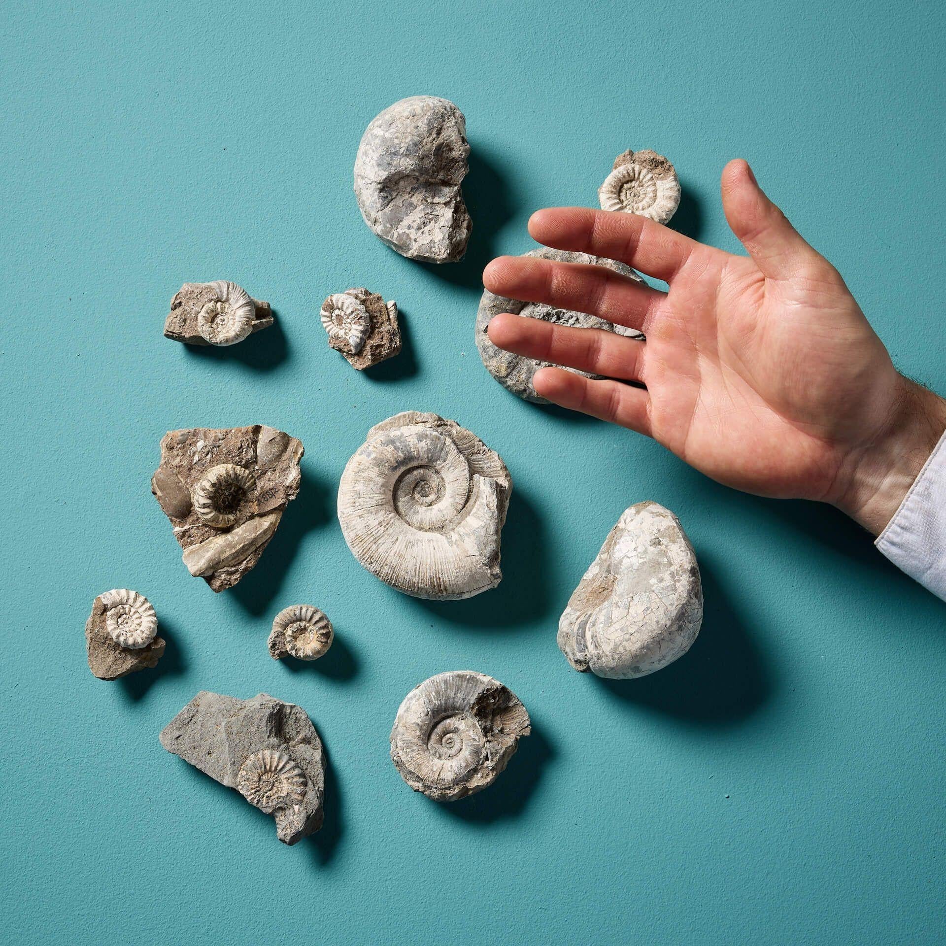 An interesting collection of twelve natural, prehistoric English ammonite fossil specimens of varying shapes and sizes – ranging from 9.5 cm (3.74 in) wide to 2.5cm wide (0.98 in). Ex. private collection of David Thomas Turner