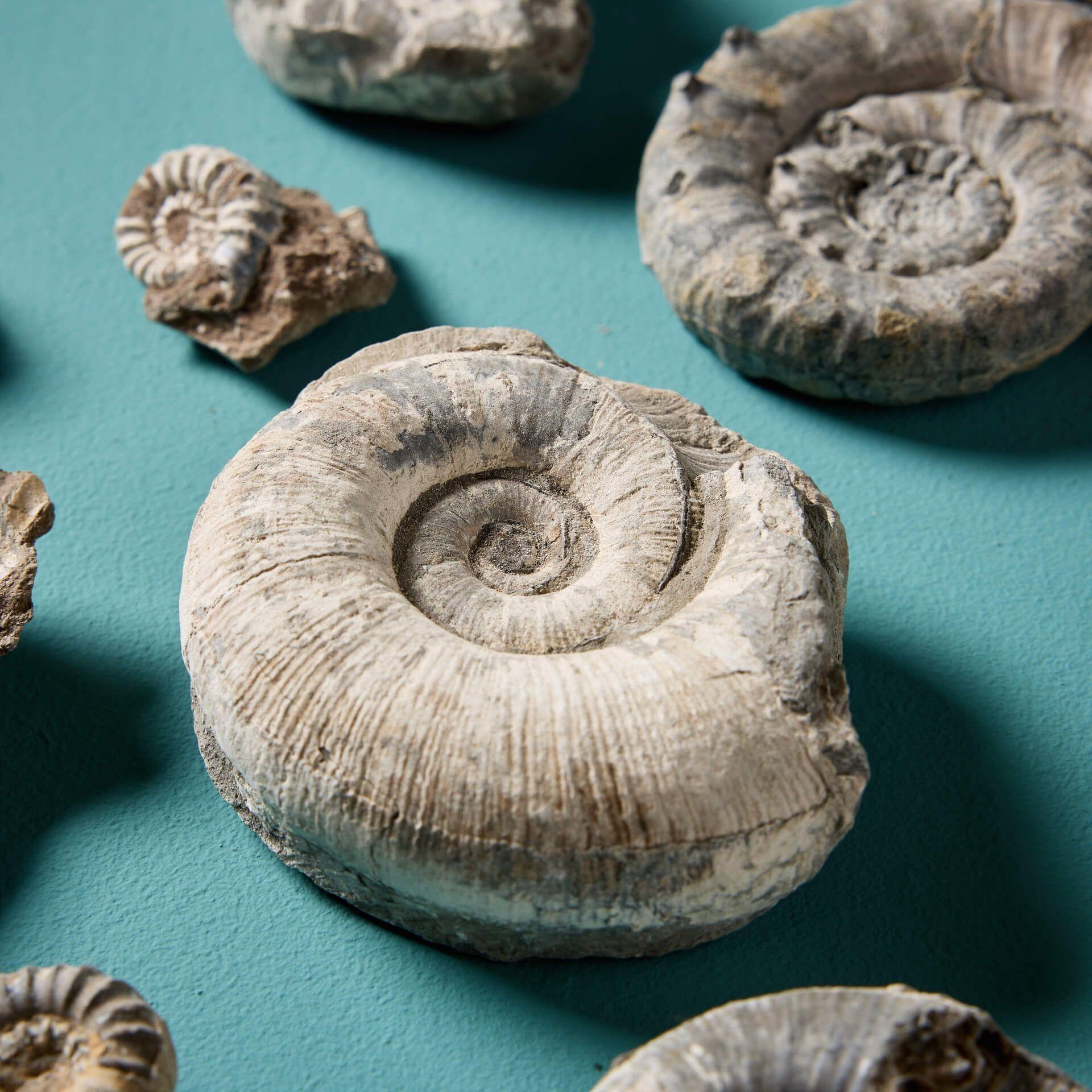 English Collection of 12 Natural Prehistoric Ammonite Fossil Specimens For Sale