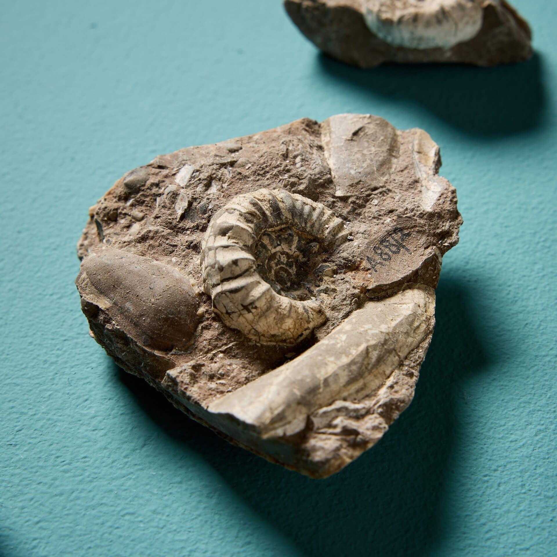 Collection of 12 Natural Prehistoric Ammonite Fossil Specimens In Fair Condition For Sale In Wormelow, Herefordshire