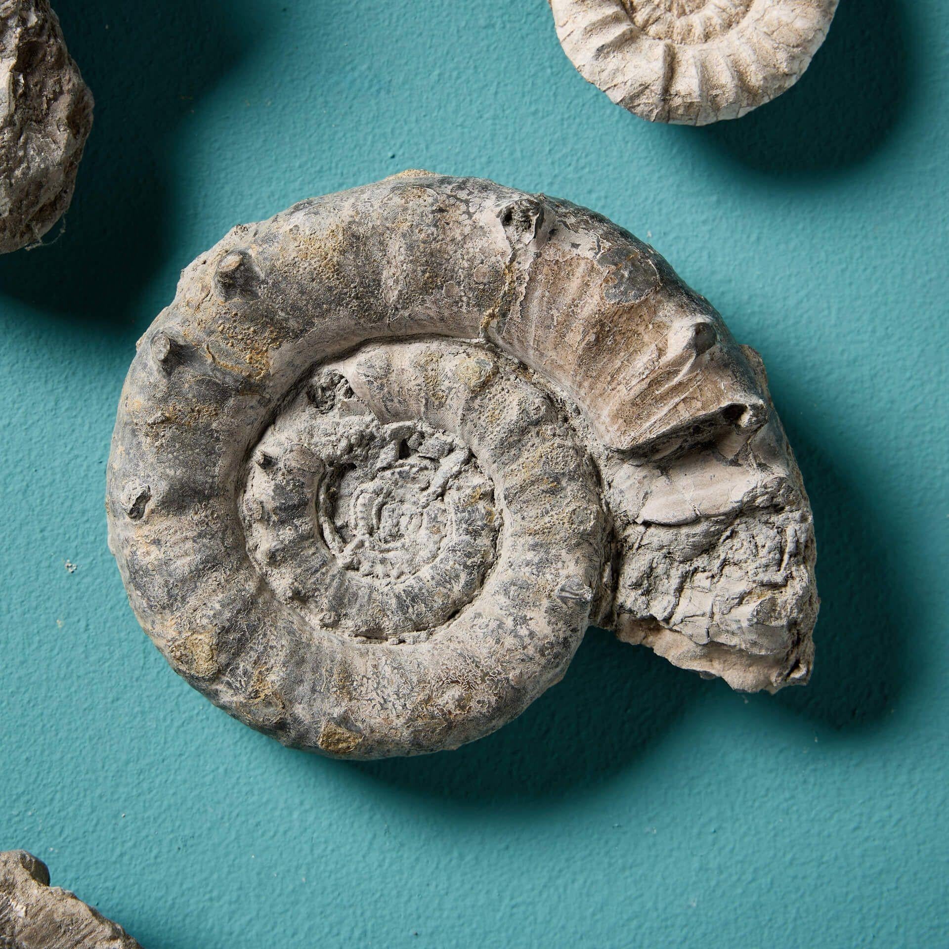 18th Century and Earlier Collection of 12 Natural Prehistoric Ammonite Fossil Specimens For Sale