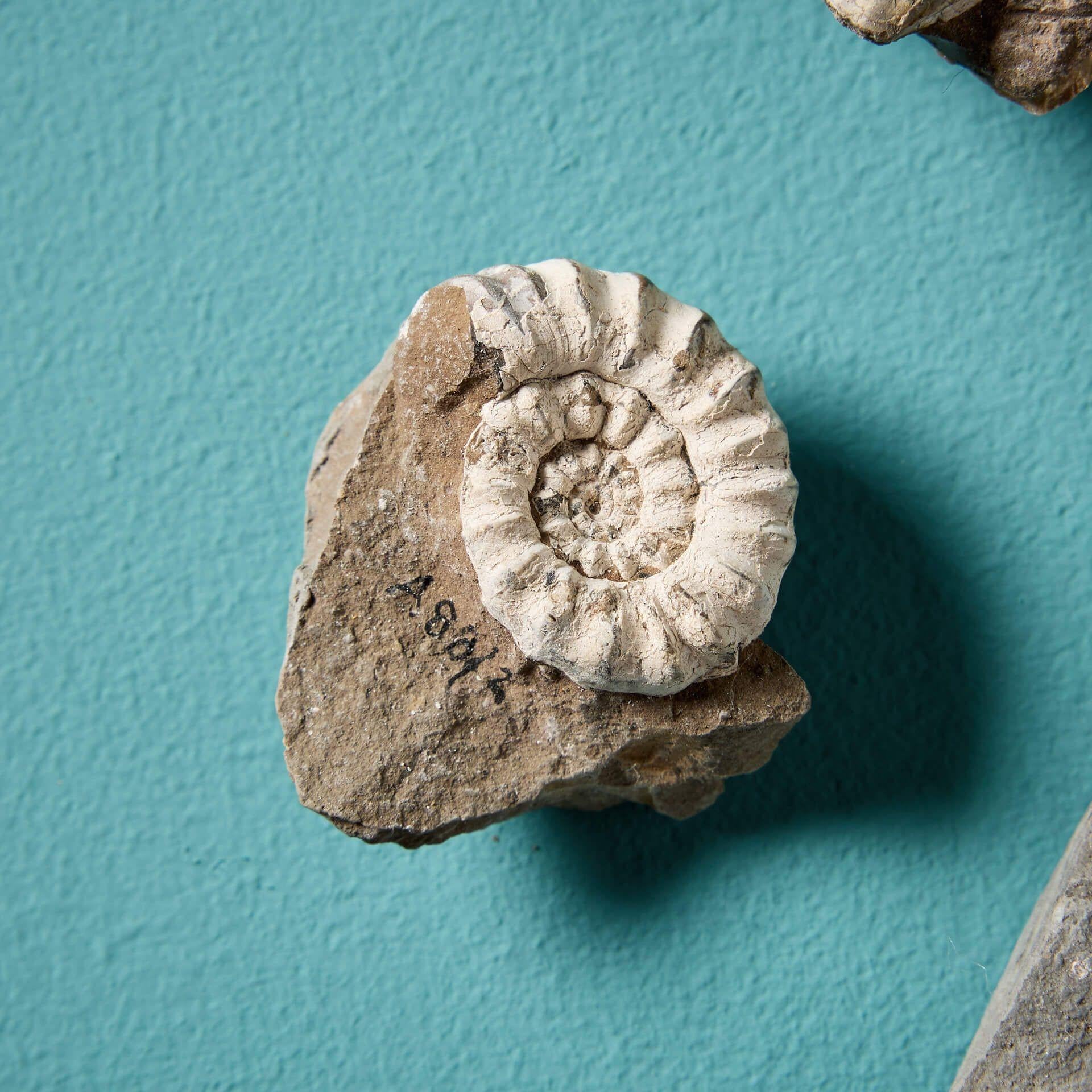 Natural Fiber Collection of 12 Natural Prehistoric Ammonite Fossil Specimens For Sale