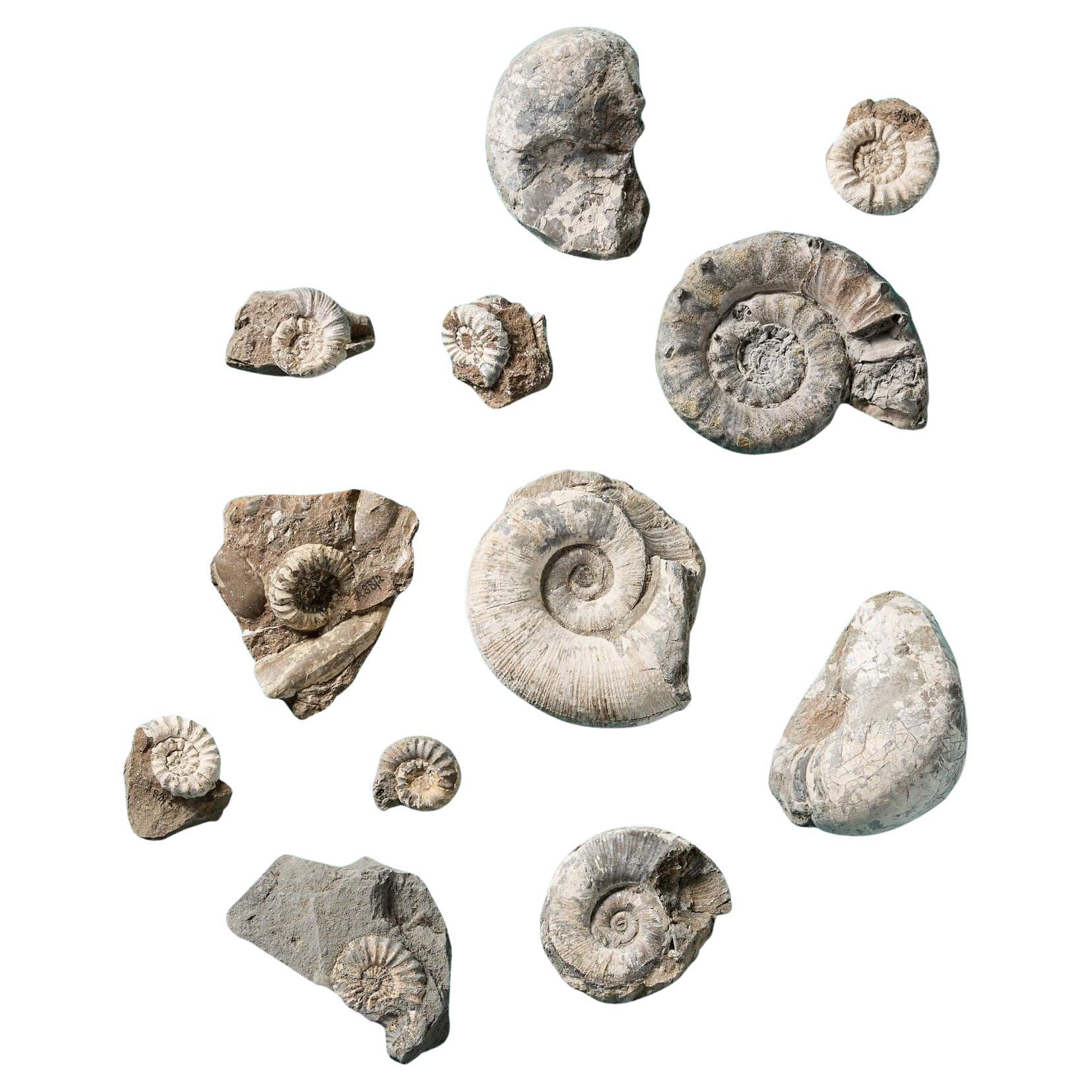 Collection of 12 Natural Prehistoric Ammonite Fossil Specimens