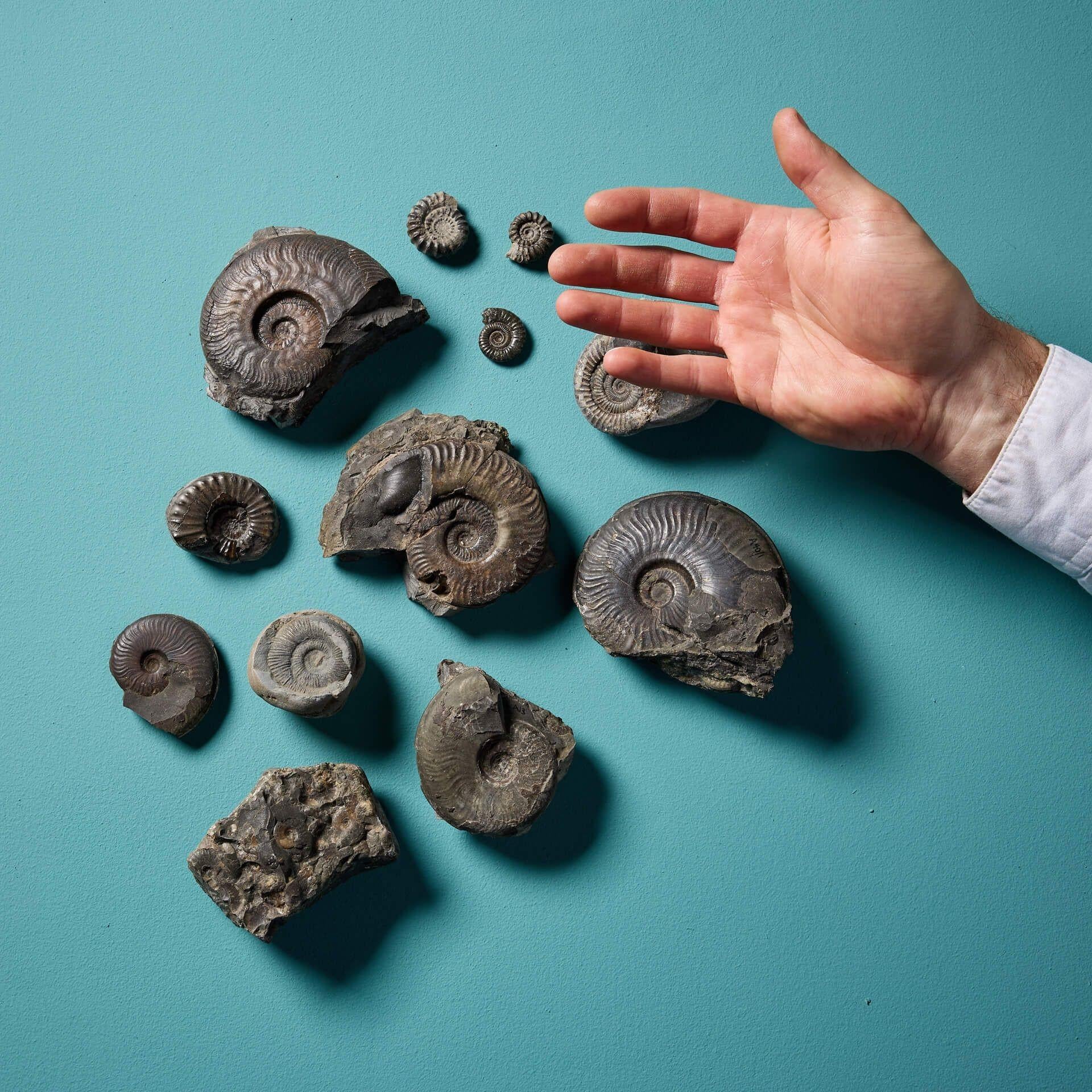 An interesting collection of twelve natural, prehistoric English ammonite fossil specimens of varying shapes and sizes – ranging from 11 cm (4.33 in) wide to 2.5cm wide (0.98 in). Ex. private collection of David Thomas Turner (1945-2023).

Excellent