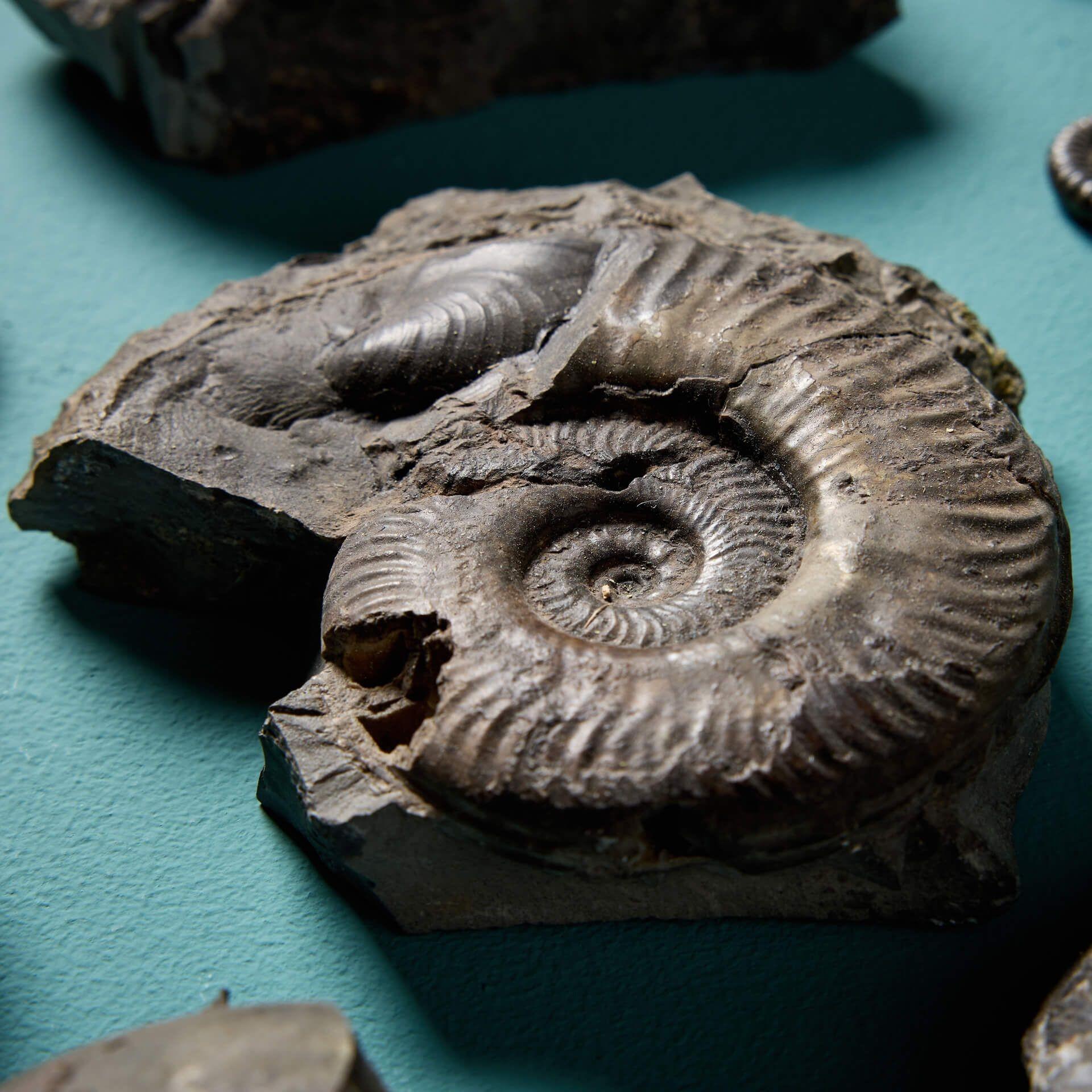 Collection of 12 Natural Prehistoric English Ammonite Fossils In Fair Condition For Sale In Wormelow, Herefordshire