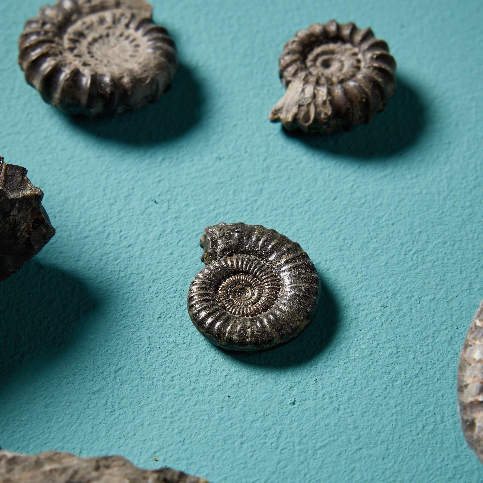18th Century and Earlier Collection of 12 Natural Prehistoric English Ammonite Fossils For Sale