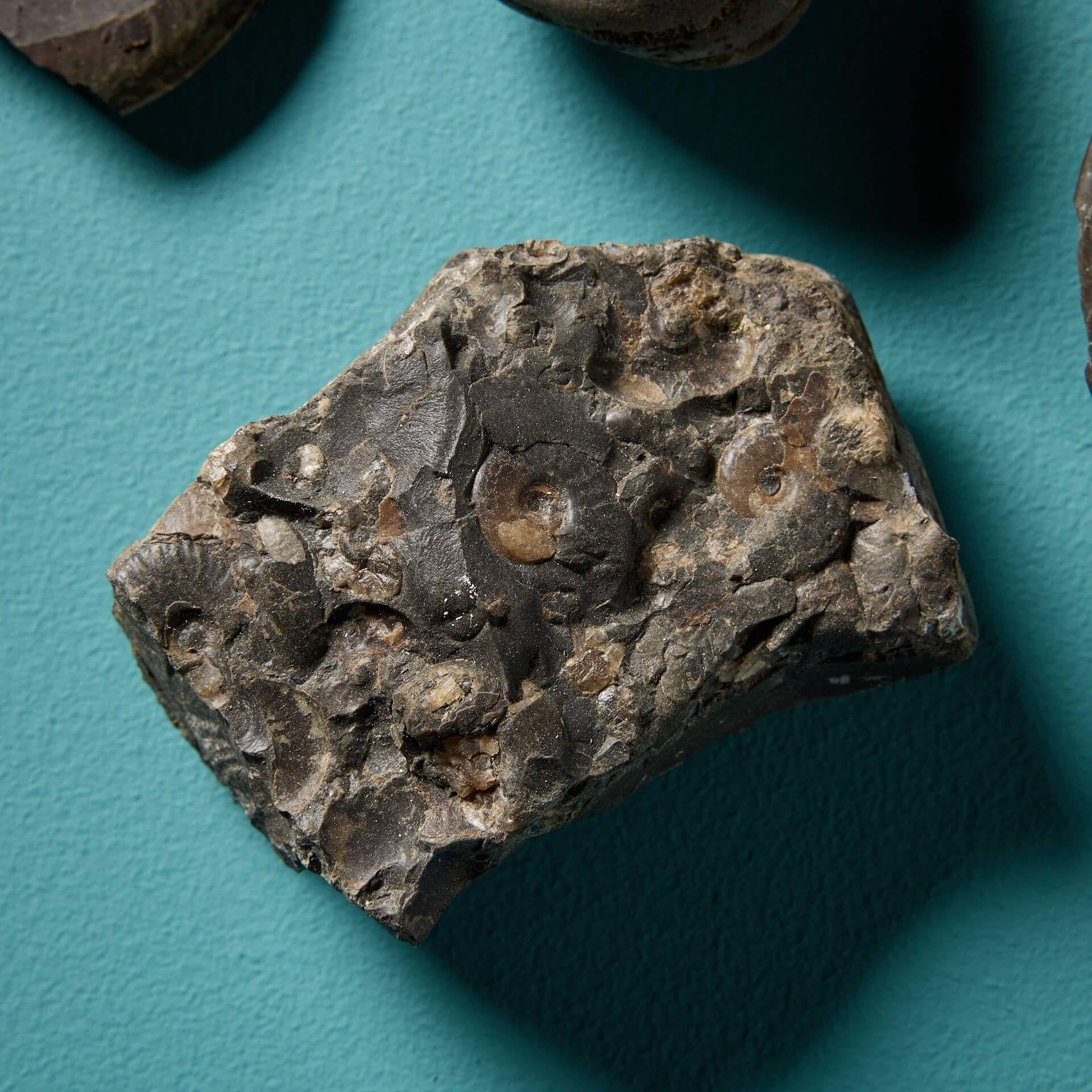 Natural Fiber Collection of 12 Natural Prehistoric English Ammonite Fossils For Sale