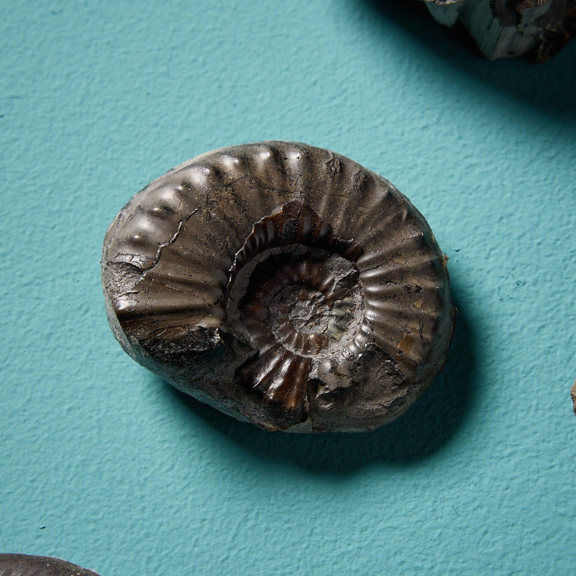 Collection of 12 Natural Prehistoric English Ammonite Fossils For Sale 1