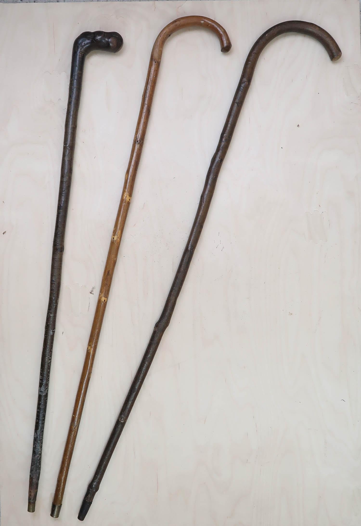Sammlung von 13 antiken Walking Sticks. Englisch. C.1910 (Edwardian) im Angebot