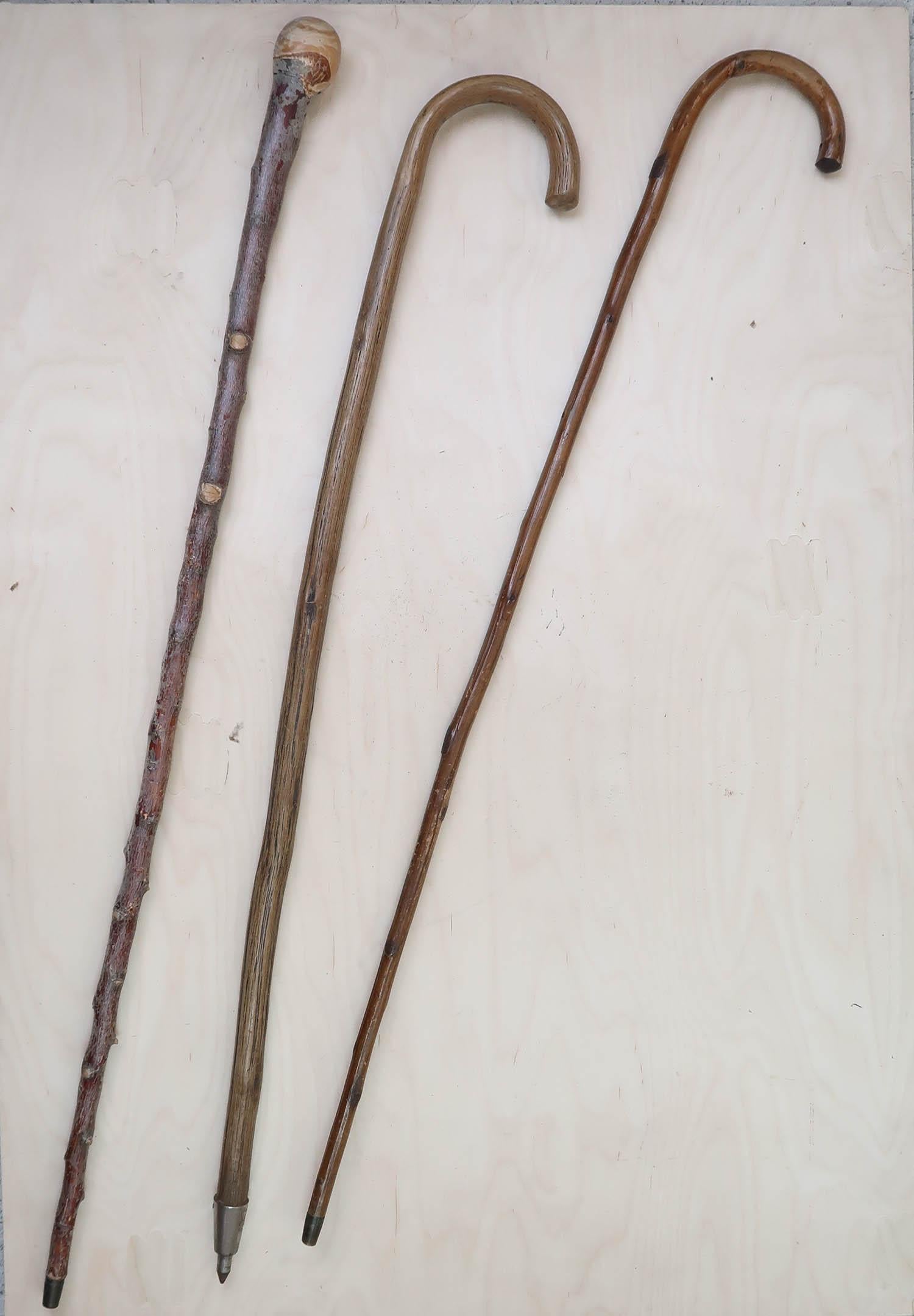Polished Collection of 13 Antique Walking Sticks. English. C.1910 For Sale