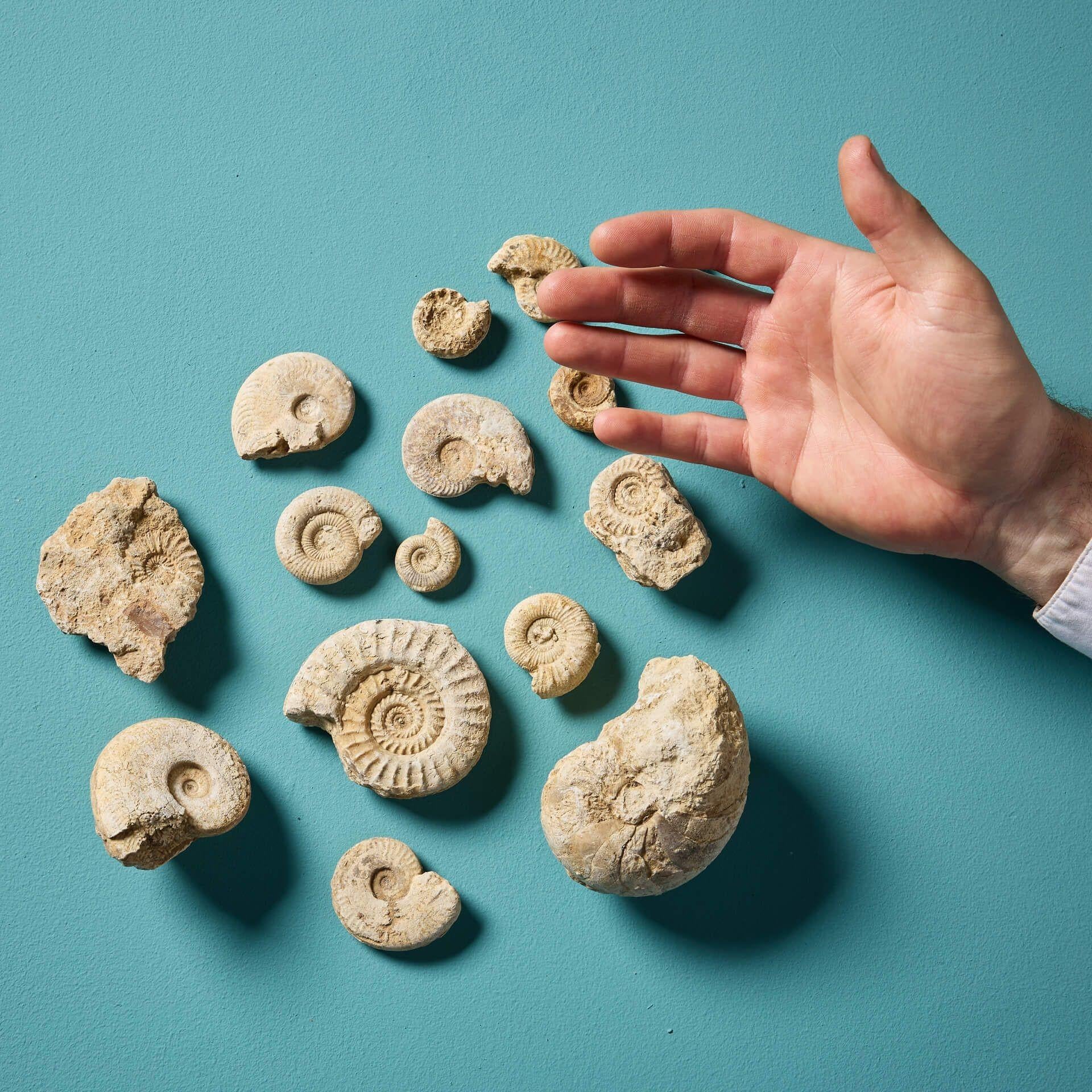 Un'interessante collezione di quindici esemplari fossili di ammonite preistorica inglese di varie forme e dimensioni, che vanno dai 9,5 cm di larghezza ai 2,5 cm di larghezza. Ex. collezione privata di David Thomas Turner (1945-2023).

Eccellenti