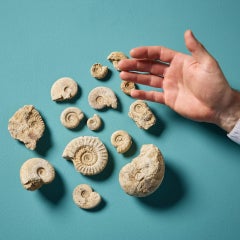 Collection of 15 Natural Prehistoric English Ammonite Fossils