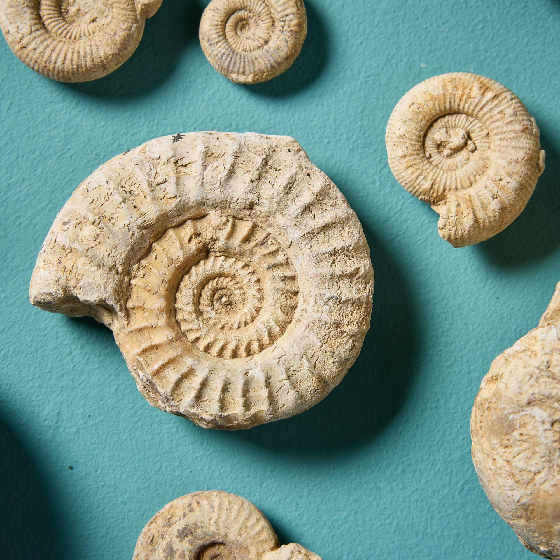 Inglese Collection'S di 15 fossili di Ammoniti inglesi preistoriche naturali in vendita