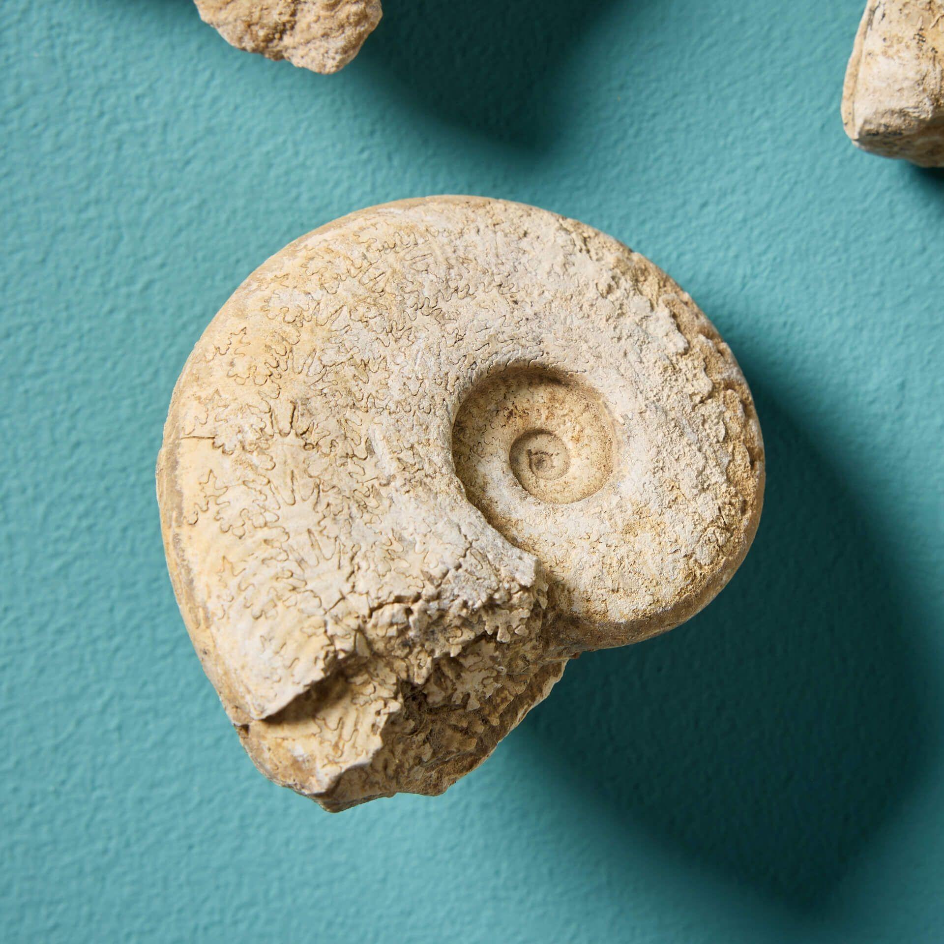 Collection'S di 15 fossili di Ammoniti inglesi preistoriche naturali In condizioni discrete in vendita a Wormelow, Herefordshire