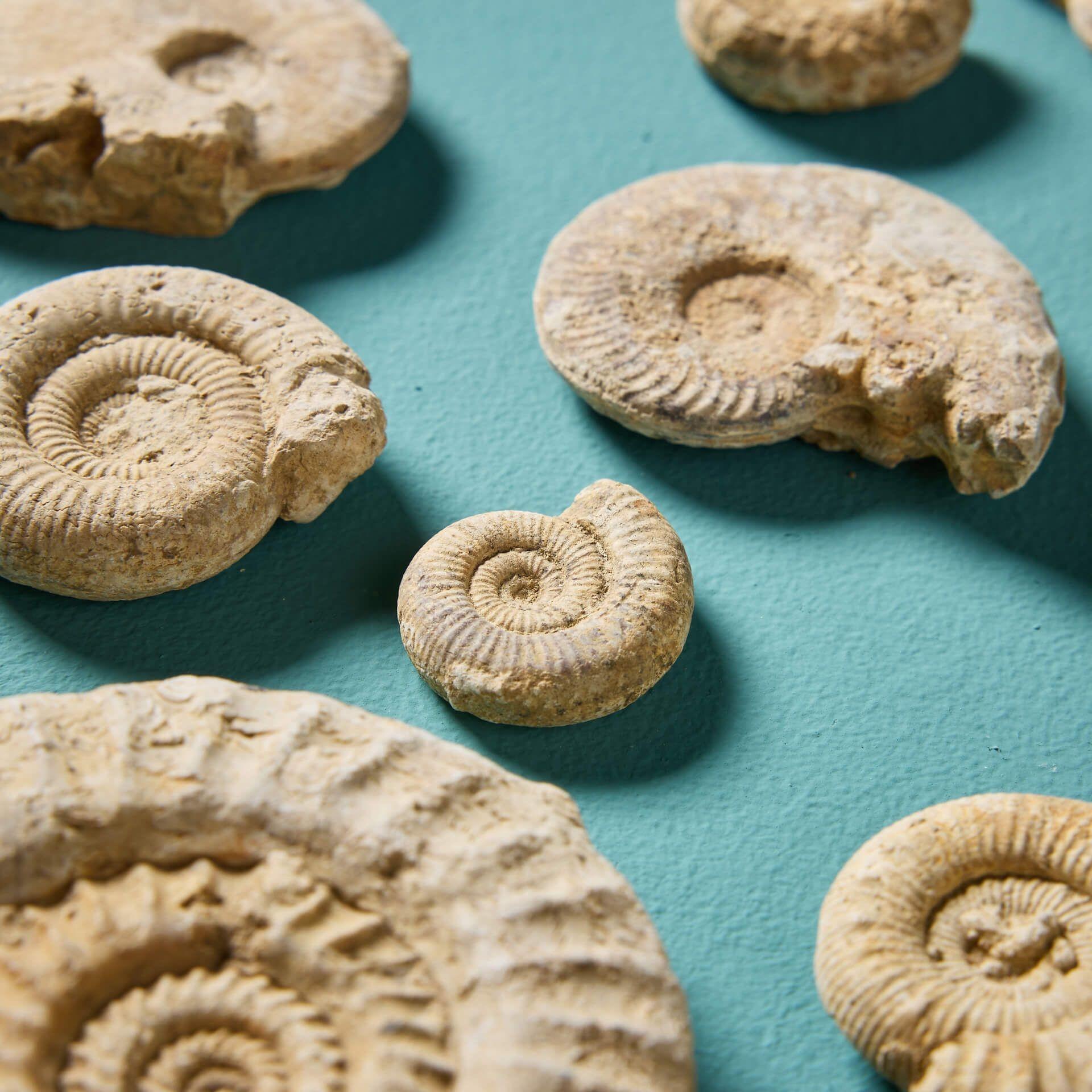 Fino al XVIII secolo Collection'S di 15 fossili di Ammoniti inglesi preistoriche naturali in vendita