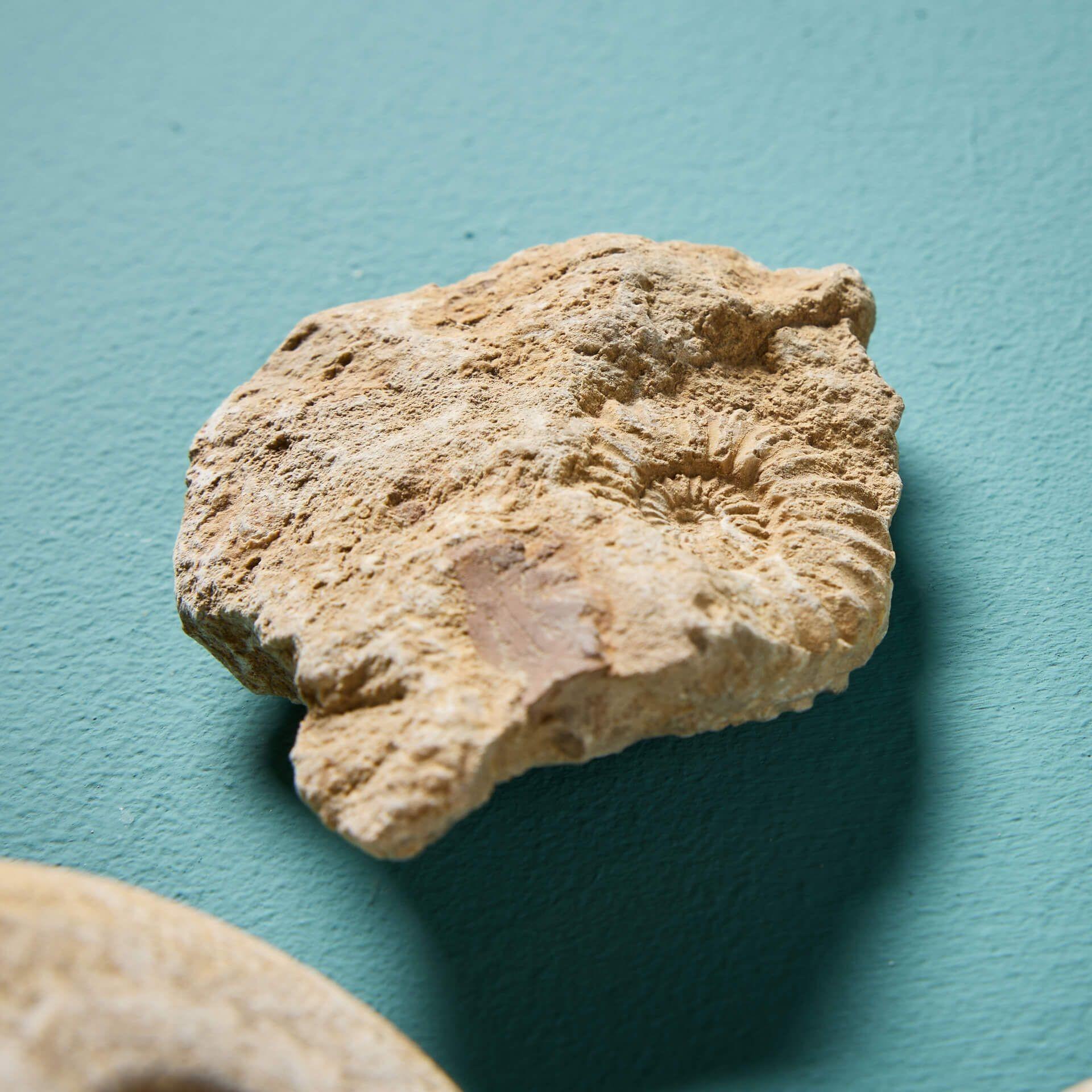 Pietra Collection'S di 15 fossili di Ammoniti inglesi preistoriche naturali in vendita