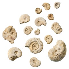 Collection'S di 15 fossili di Ammoniti inglesi preistoriche naturali