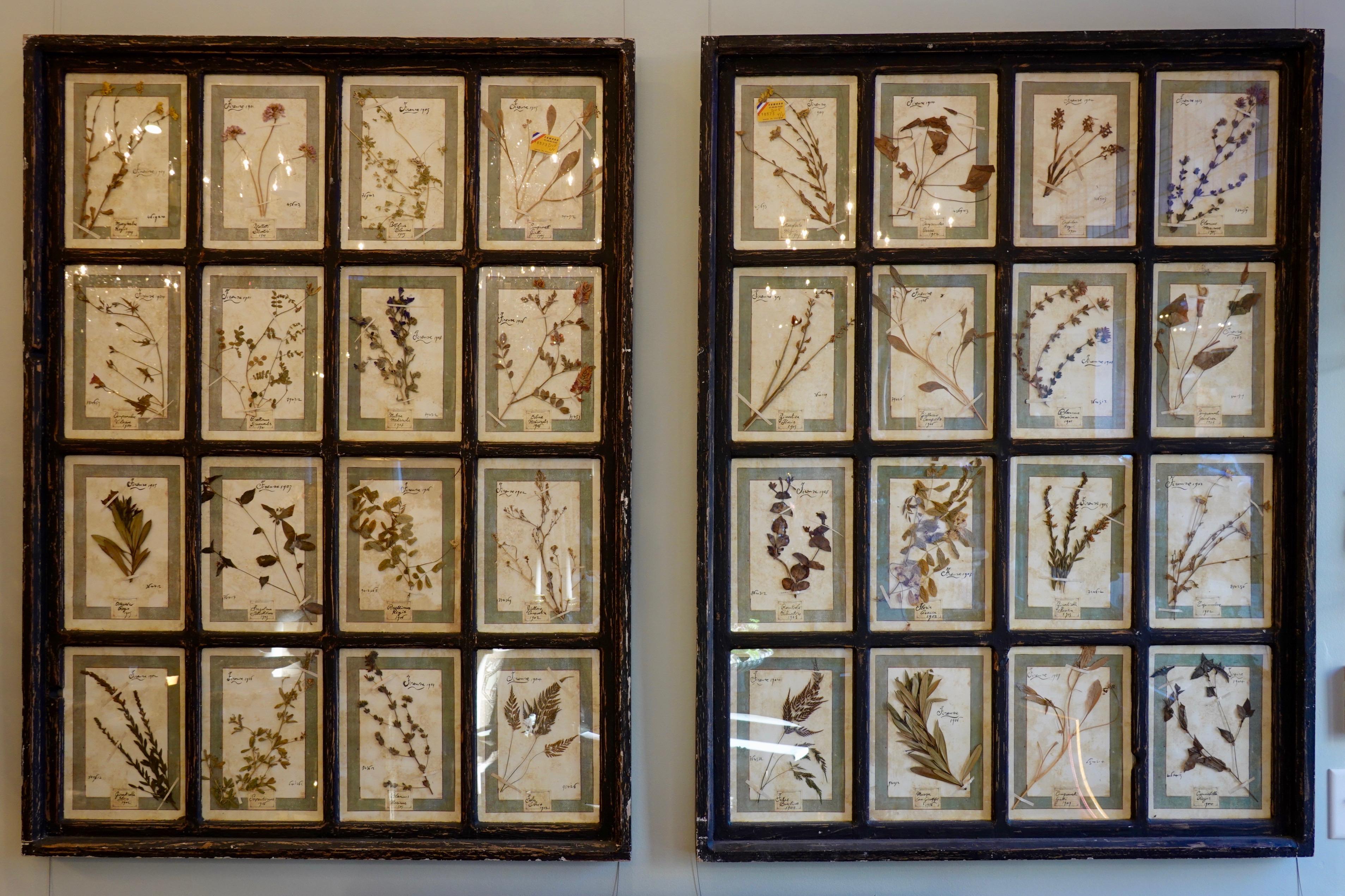 Collection of 16 Italian Herbiers Set in Large Paned Window Frame 6