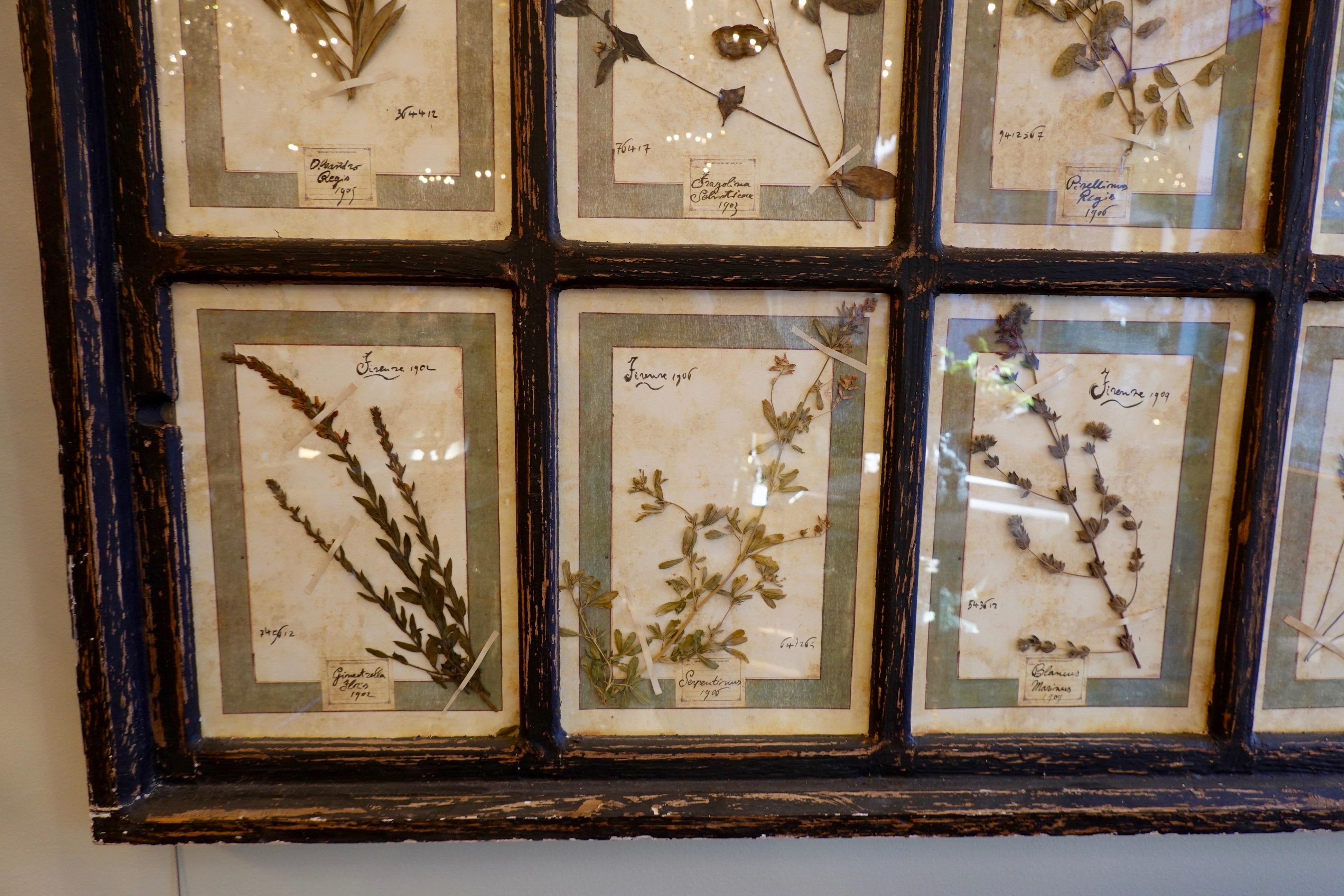 Collection of 16 Italian Herbiers Set in Large Paned Window Frame 7