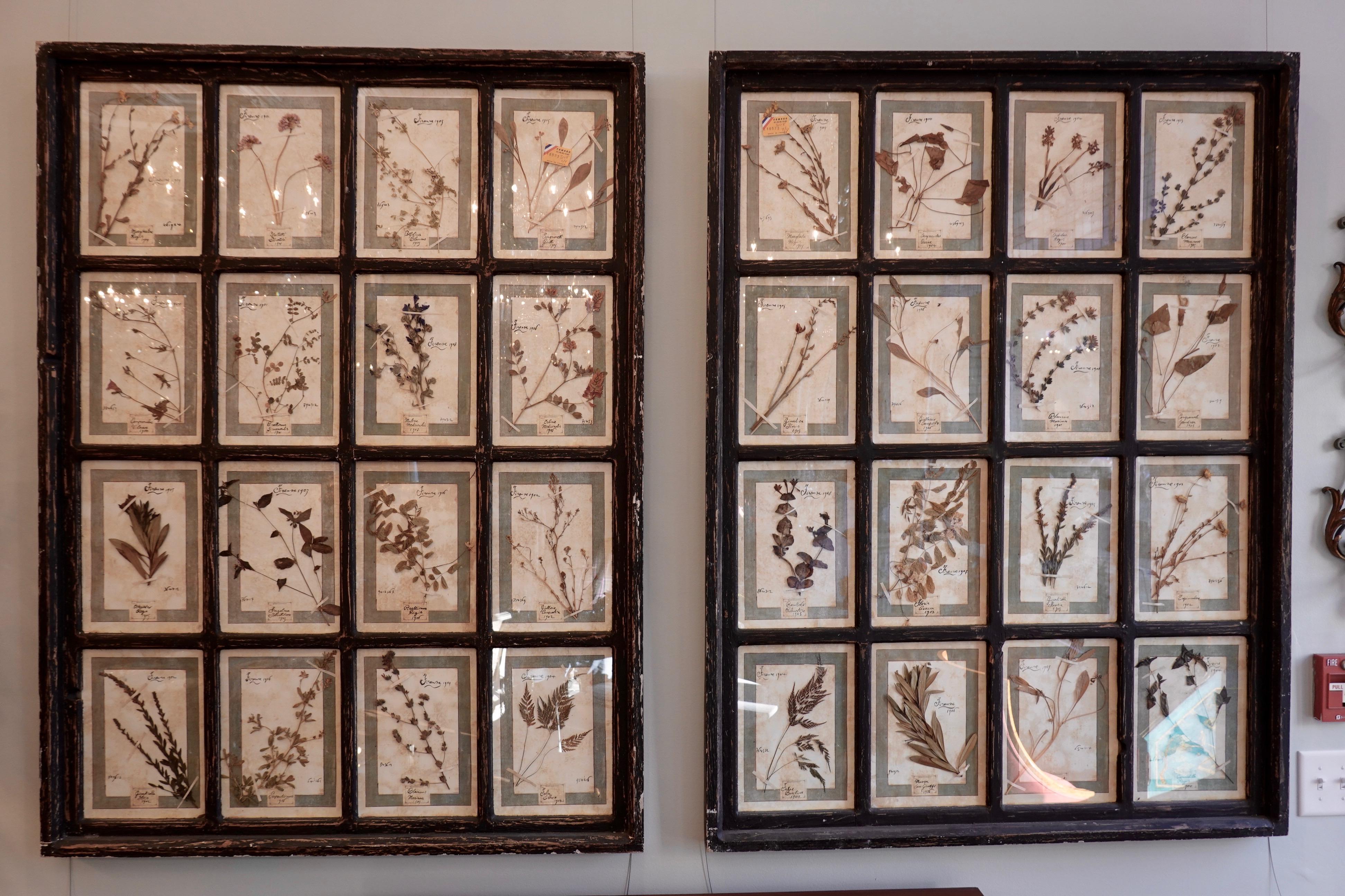 Highly-decorative collection of 16 herbiers (dried flowers, herbs, leaves, grasses and other plants), framed together in a window frame. Each of the herbiers is catalogued by hand with the latin name of the plant, the date, catalog number and