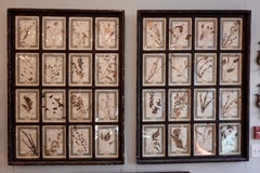 Collection of 16 Italian Herbiers Set in Large Paned Window Frame